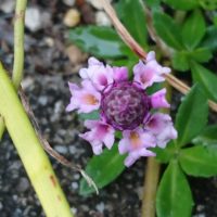 ヒメイワダレソウの育て方｜苗の植え方や時期は？冬の管理方法は？の画像