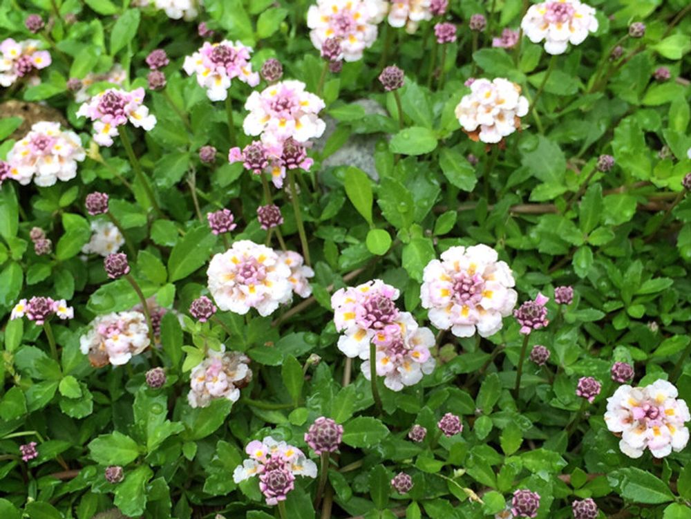 ヒメイワダレソウ　白い花