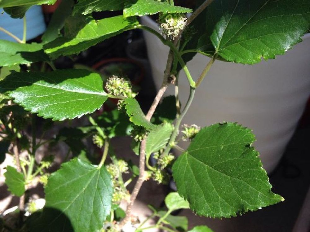 桑(マルベリー)　鉢植え　日差し