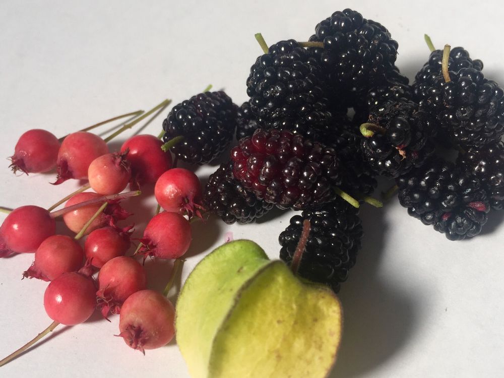 桑(マルベリー)　収穫