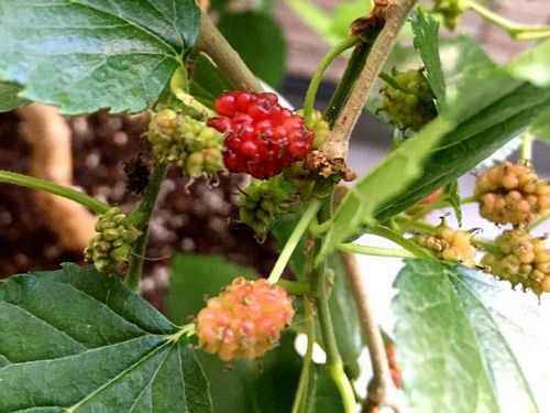 桑 マルベリー の木の育て方 剪定方法や収穫の時期は Greensnap グリーンスナップ 桑 マルベリー の木の育て方 剪定方法や収穫の時期は Greensnap グリーンスナップ