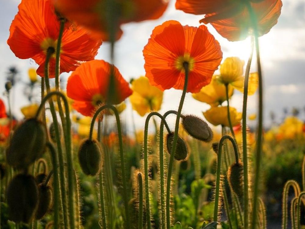 ポピー　オレンジ色の花　日差し