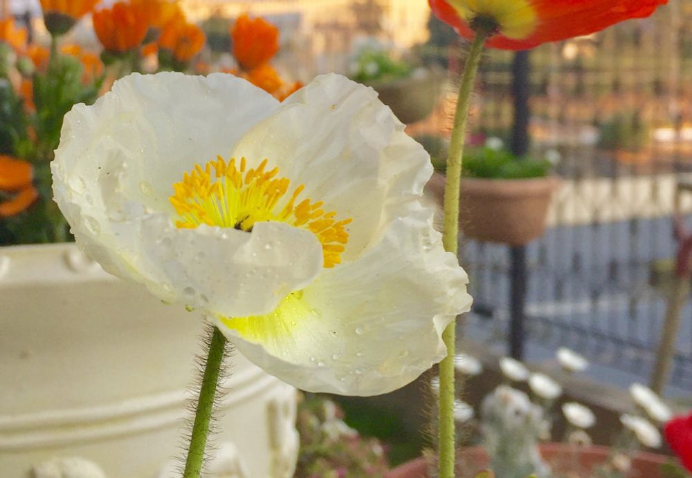 ポピー　白い花
