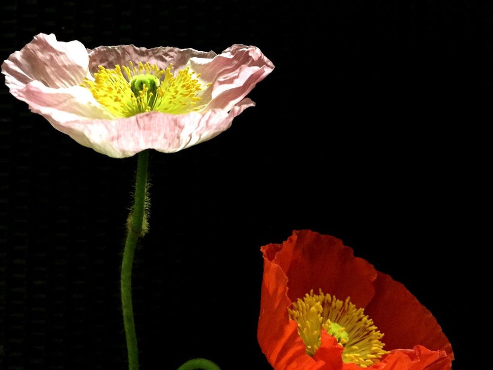 ポピー　ピンク色の花　赤い花