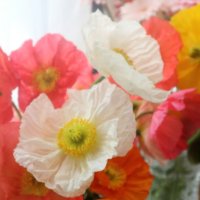 ポピーの育て方｜種まきで発芽率を高めるポイントとは？の画像