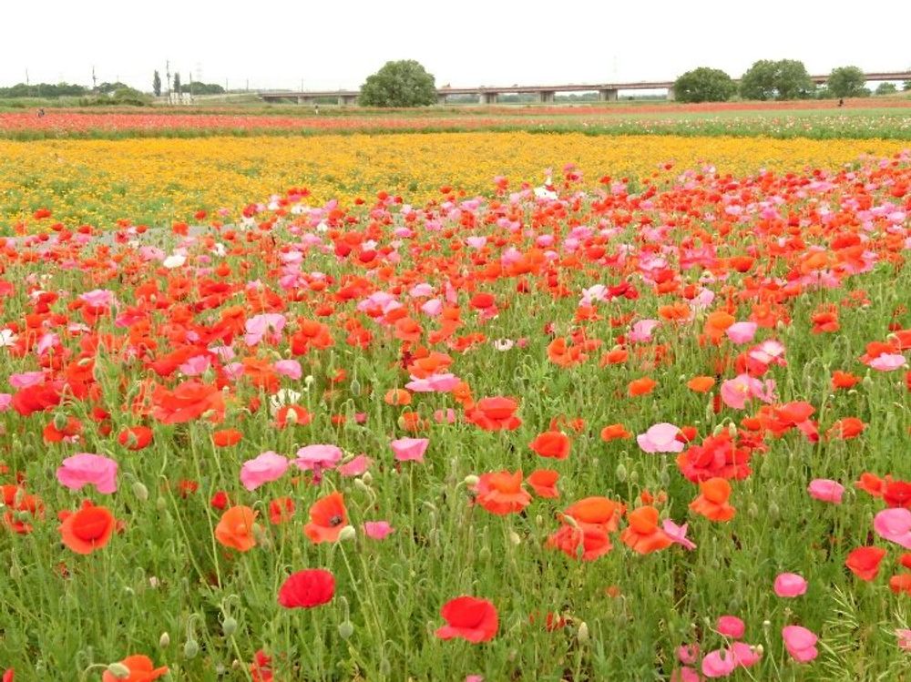 ポピー　花畑　赤い花