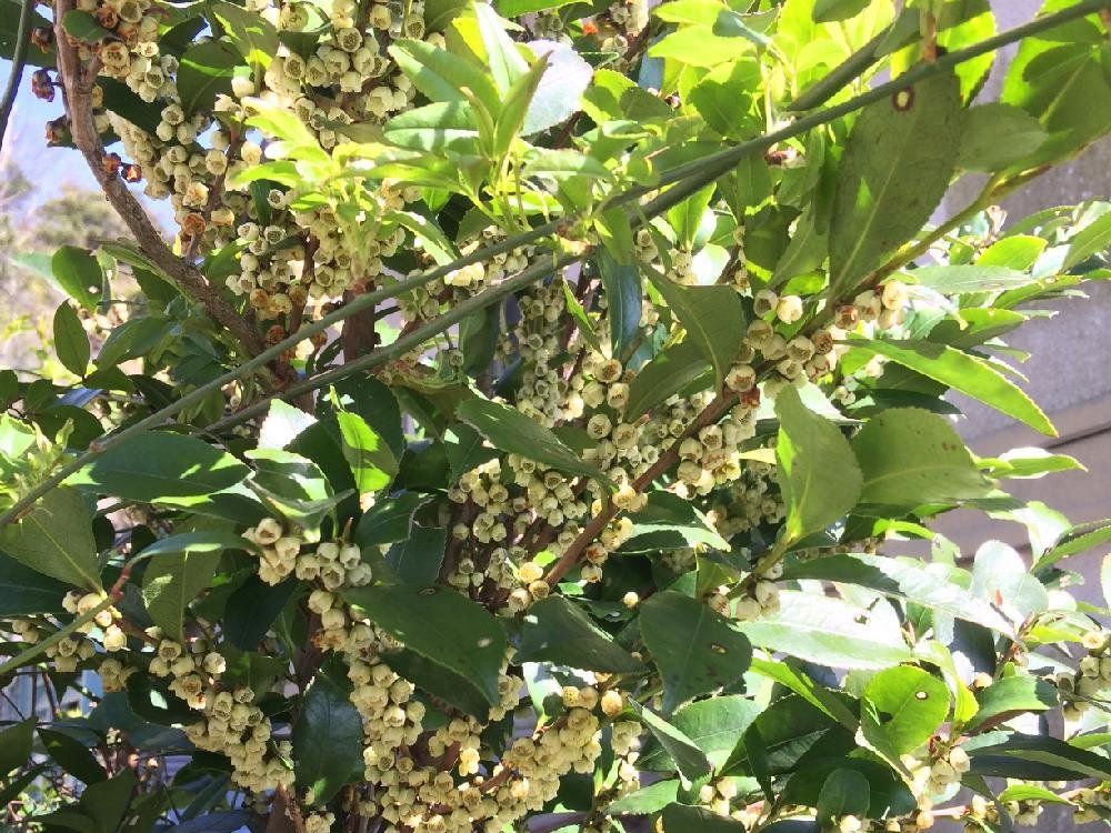 ヒサカキ　日差し