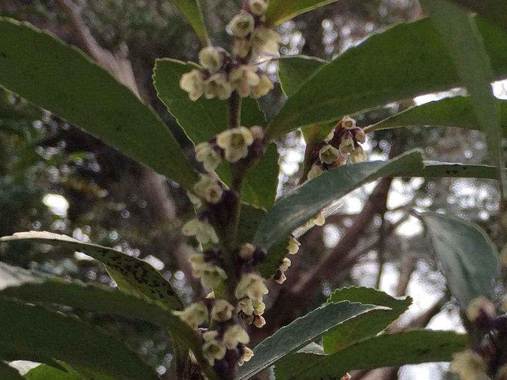 ヒサカキ　白い花