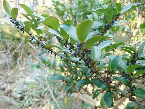 ヒサカキの育て方 植え替え時期や水やりの仕方は Greensnap グリーンスナップ