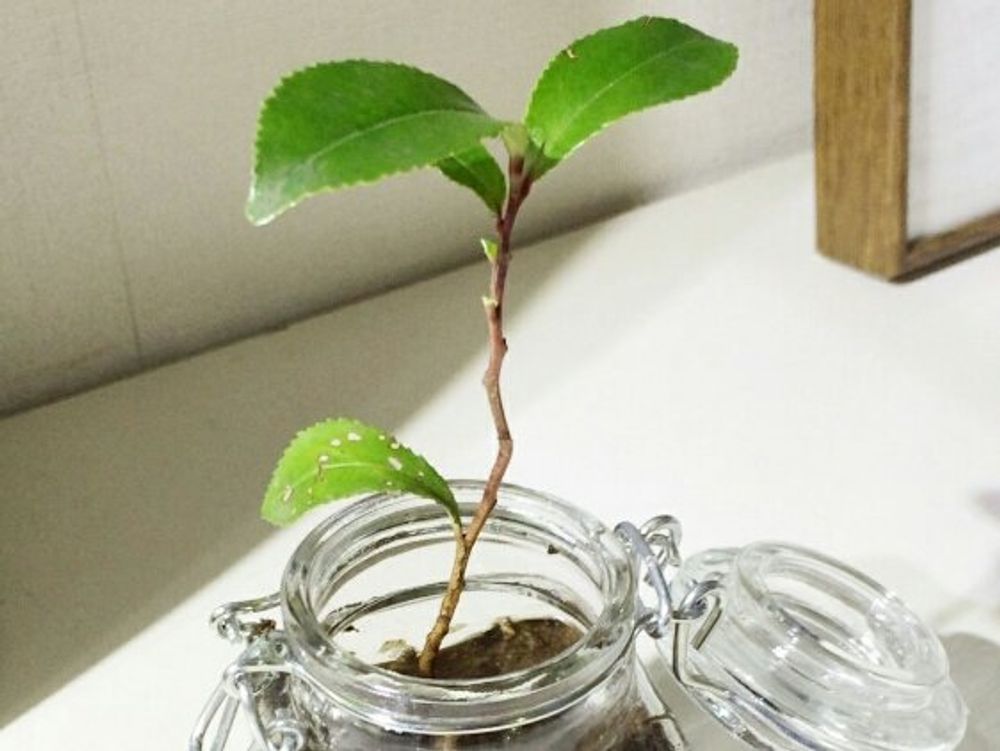 ヒサカキ　鉢　日向