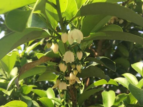 ヒサカキの育て方 植え替え時期や水やりの仕方は Greensnap グリーンスナップ