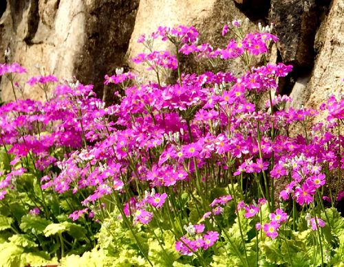 プリムラ デンテキュラータ 赤花 9cmポット苗 宿根草 耐寒性多年草 玉咲き桜草 12 3冬芽があり 紫桜館山の花屋 紫桜館 山の花屋 ポット 日本白花サクラソウ 9cmポット苗ポットセット 山野草 耐寒性多年草 桜草 プリムラ 休眠期中 地上部なし