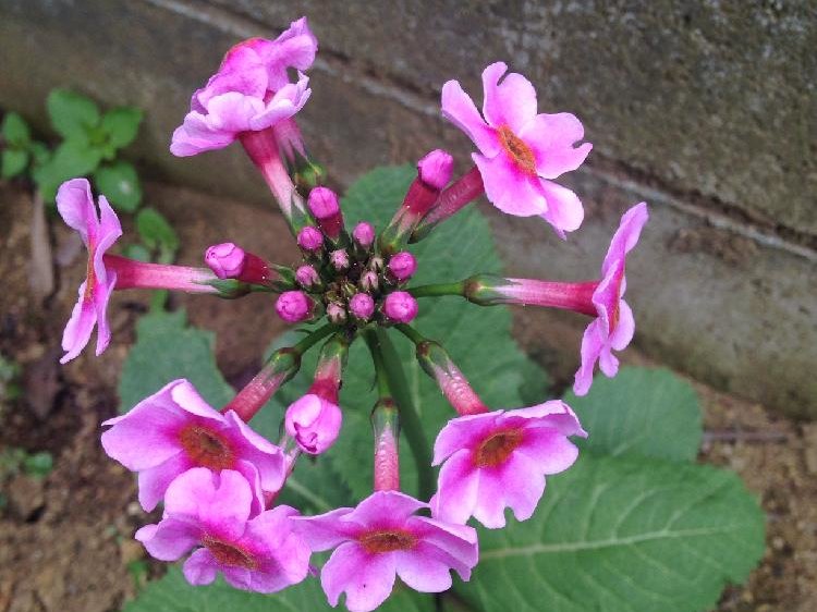 クリンソウ(九輪草)の育て方｜種まきの時期や株分けの方法は