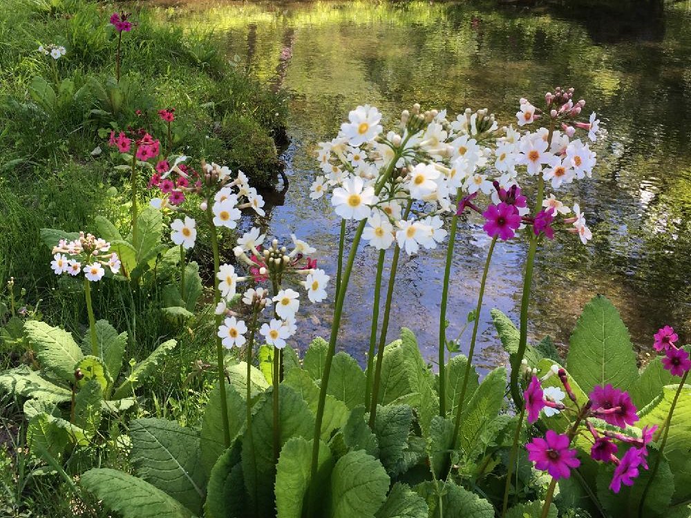 クリンソウ(九輪草)の育て方｜種まきの時期や株分けの方法は