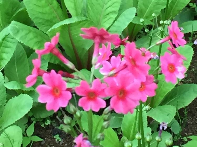 クリンソウ(九輪草)の育て方｜種まきの時期や株分けの方法は