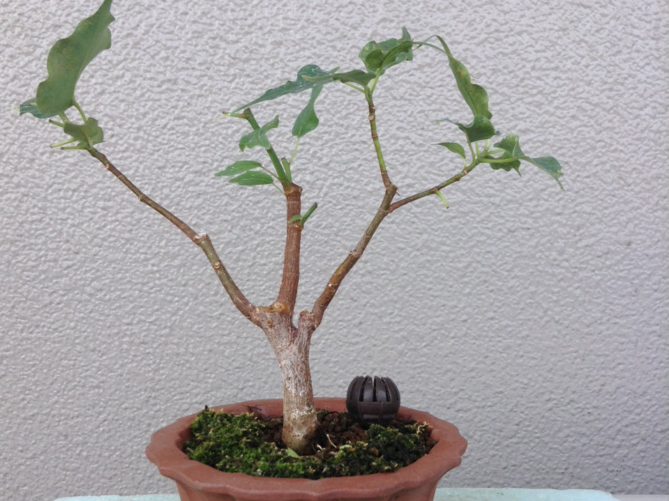 インド菩提樹（インドボダイジュ） ６年目鉢植え（約1８0㎝） - 観葉植物