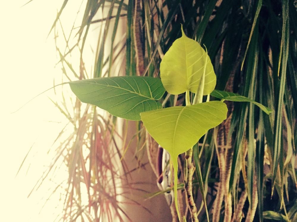 インドボダイジュ　葉