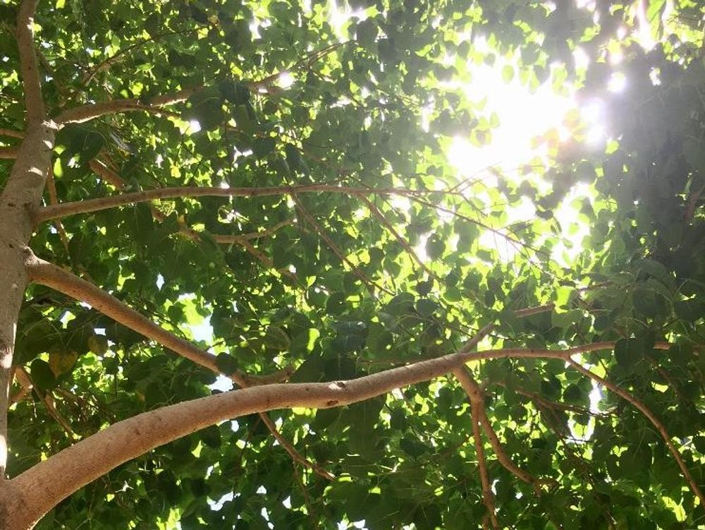 インドボダイジュ　木漏れ