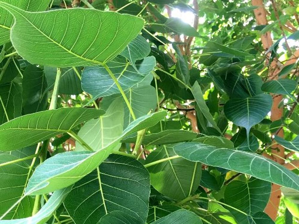 インドボダイジュ　葉