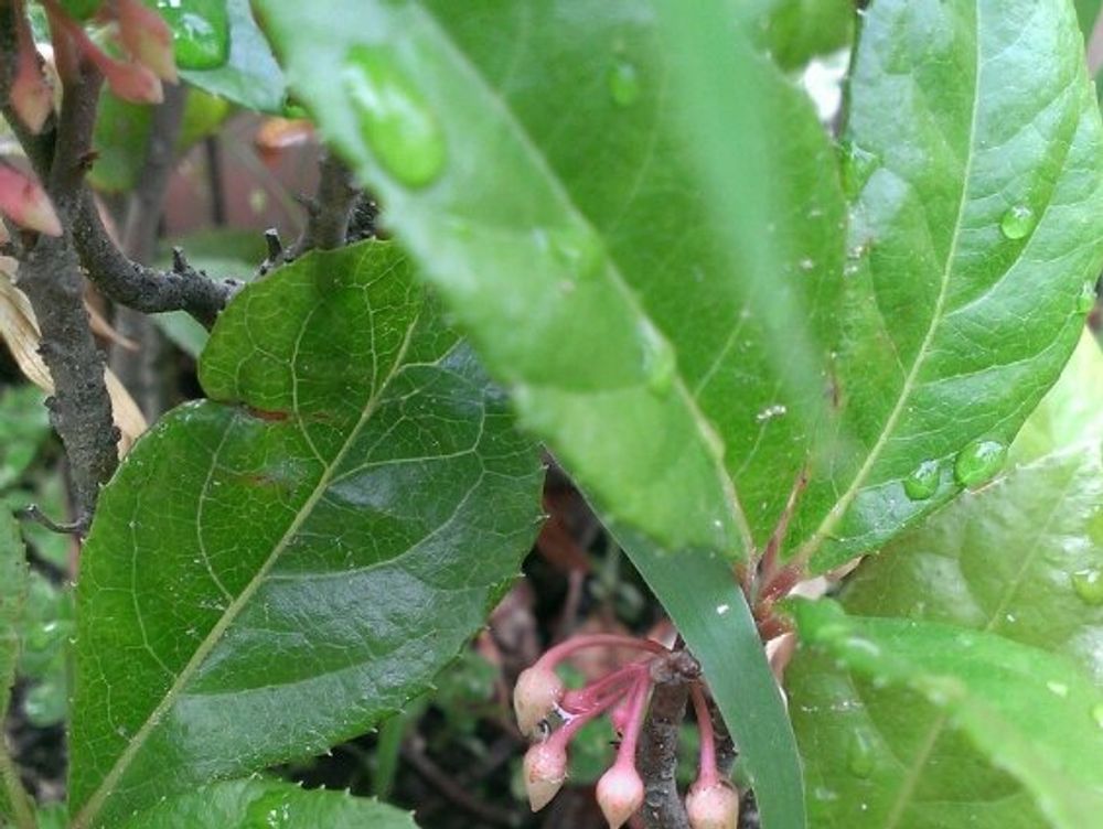 ヤブコウジ(十両)　葉　地植え