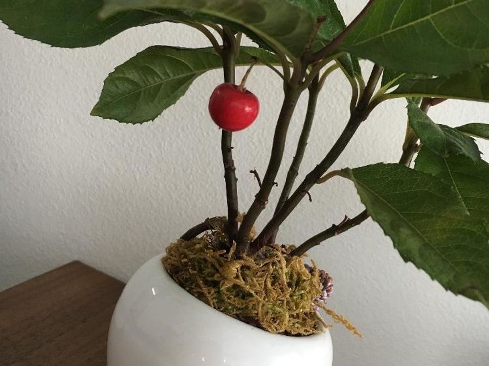 ヤブコウジ(十両)　鉢植え　