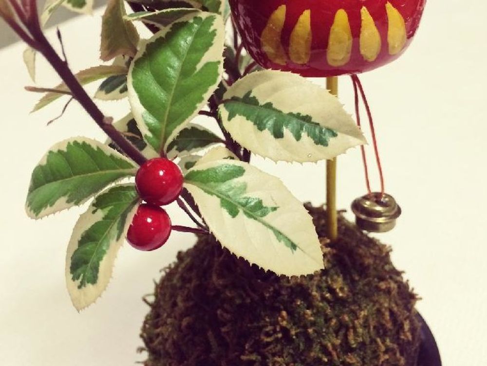 ヤブコウジ(十両)　鉢植え　株