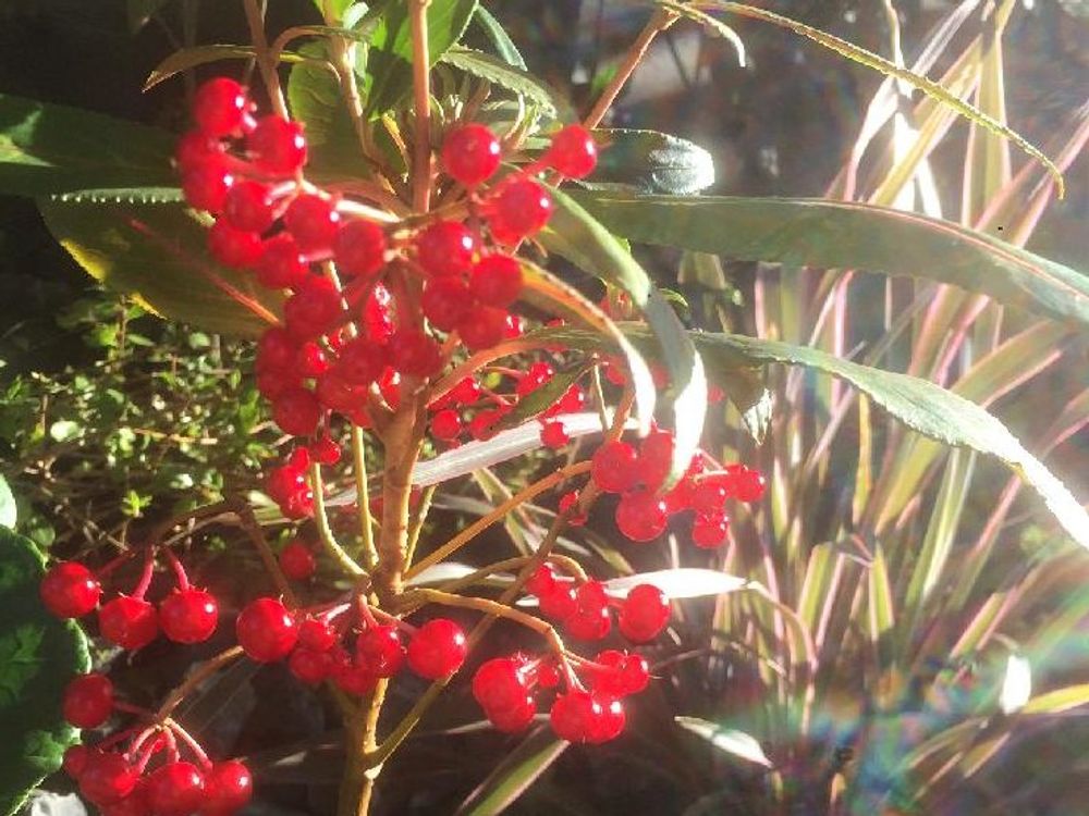 ヤブコウジ(十両)　赤い実　日差し