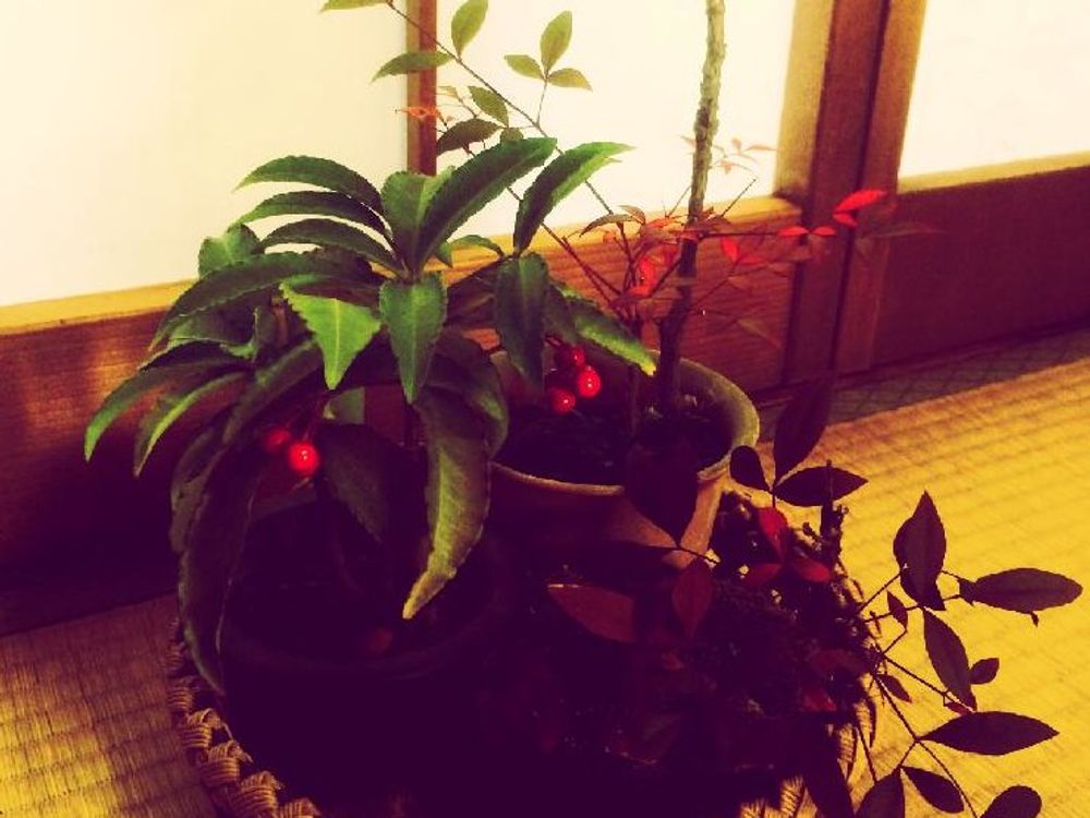 万両(マンリョウ)　鉢植え　屋内
