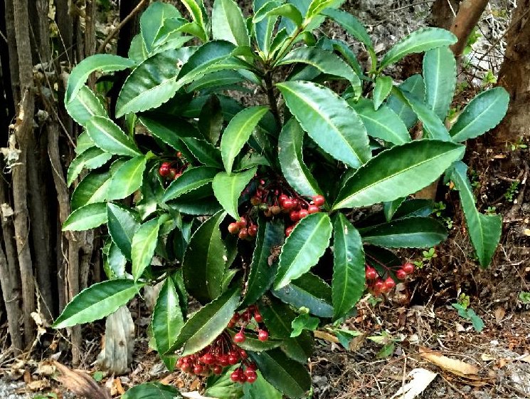 万両(マンリョウ)　地植え　葉　赤い実