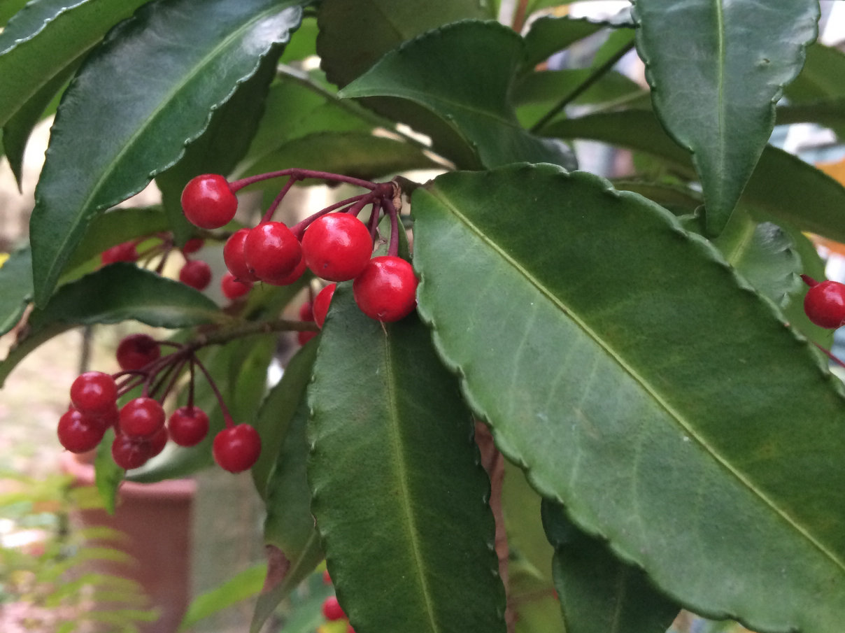 冬のガーデニングにおすすめ 赤い実をつける植物10選 Greensnap グリーンスナップ
