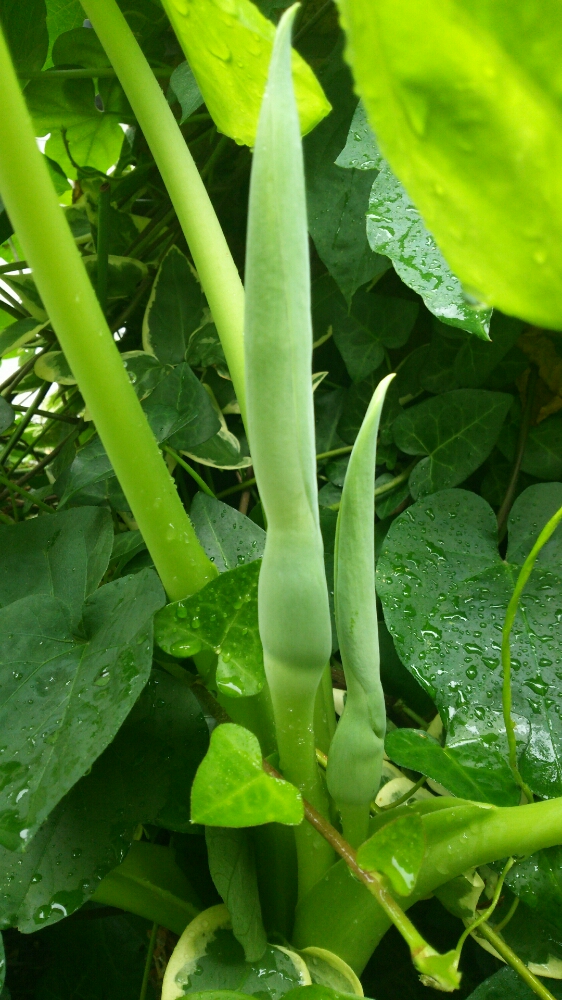 クワズイモの育て方 増やし方は挿し木 土や水やり 植え替えは Greensnap グリーンスナップ