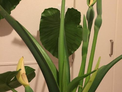 クワズイモの育て方 増やし方は挿し木 土や水やり 植え替えは Greensnap グリーンスナップ