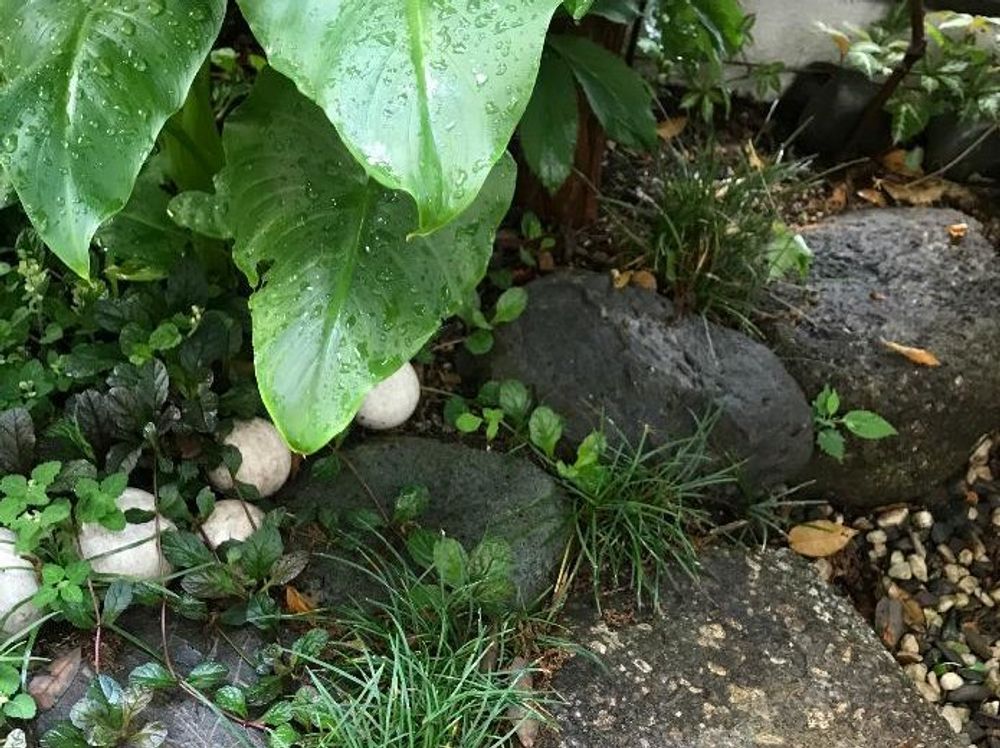 カラー　地植え　雨
