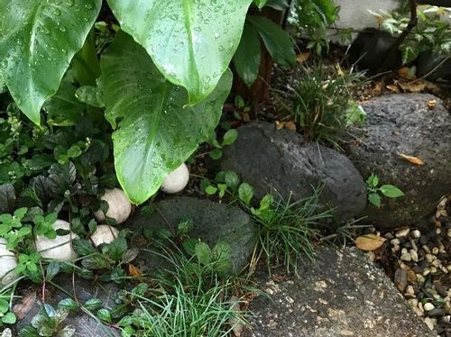 カラーの育て方 球根の植え替え時期は 植えっぱなしでも花は咲く Greensnap グリーンスナップ カラーの育て方 球根の植え替え時期は 植えっぱなしでも花は咲く Greensnap グリーンスナップ