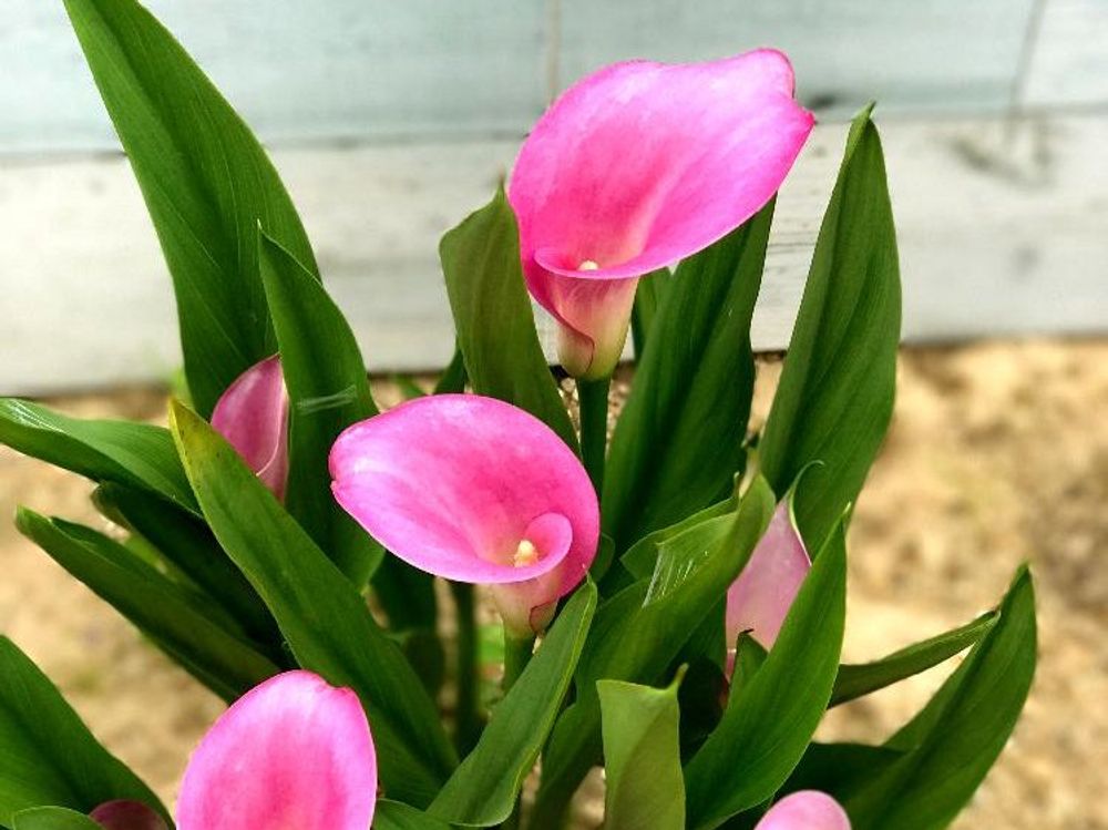 カラー　ピンク色の花