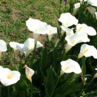 カラーの育て方｜球根の植え替え時期は？植えっぱなしでも花は咲く？の画像