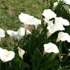 カラーの育て方｜球根の植え替え時期は？植えっぱなしでも花は咲く？の画像