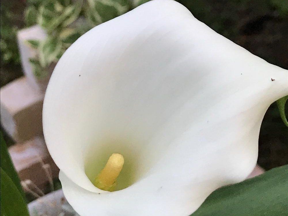 カラー　白い花