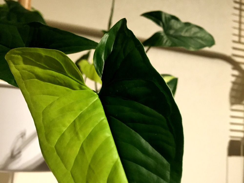 シンゴニウム　葉