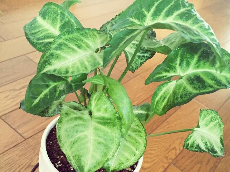 シンゴニウムの育て方｜植え替え時期や増やし方は？｜🍀GreenSnap（グリーンスナップ）