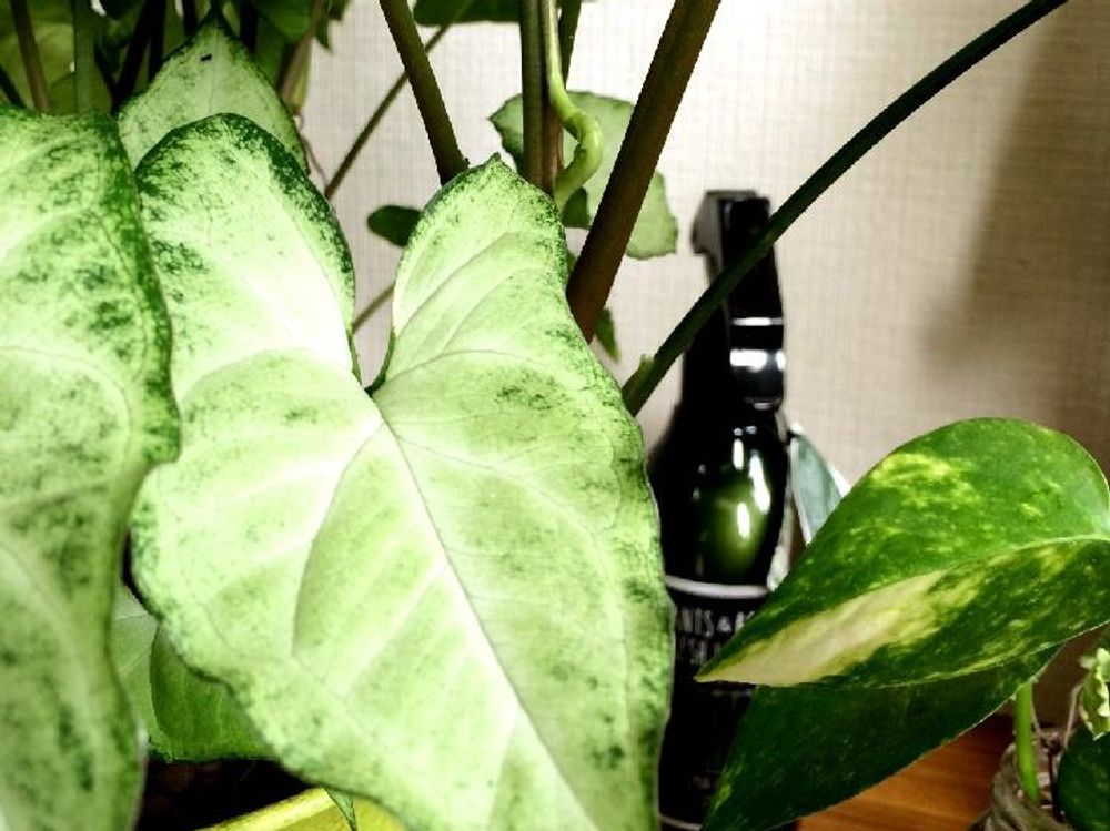 シンゴニウム　葉