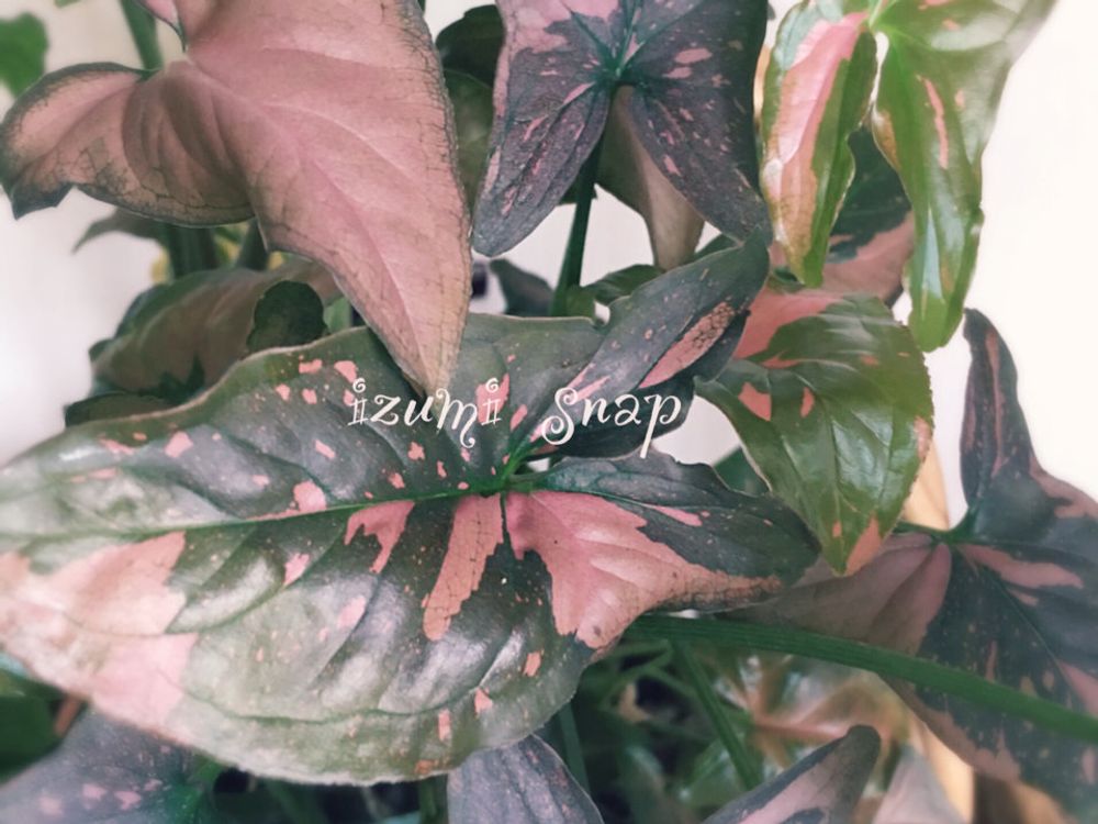 シンゴニウム　葉