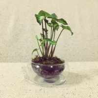 シンゴニウムの育て方｜植え替え時期や増やし方は？の画像