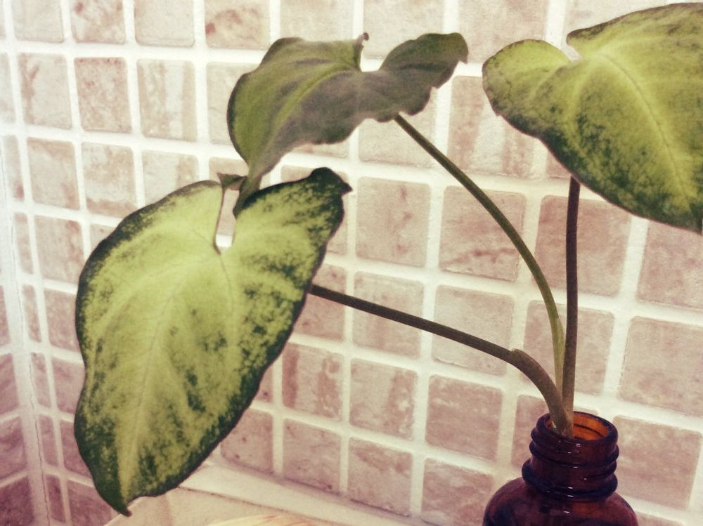 シンゴニウム　瓶