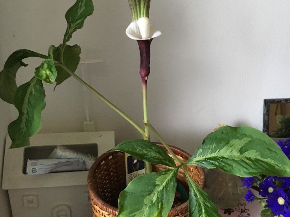 テンナンショウ　屋内　株