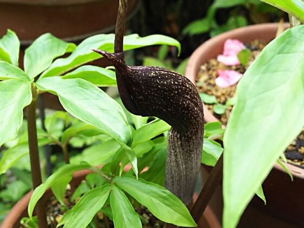 テンナンショウ　鉢植え　葉