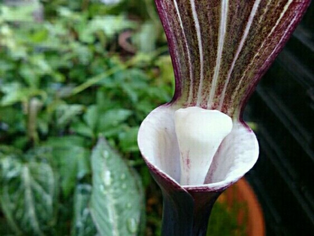 テンナンショウ　鉢植え　茶色い花