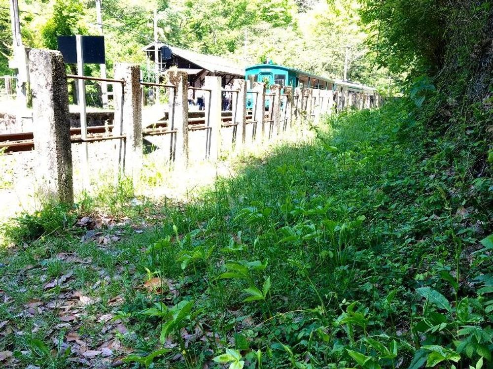 テンナンショウ　線路脇　野生