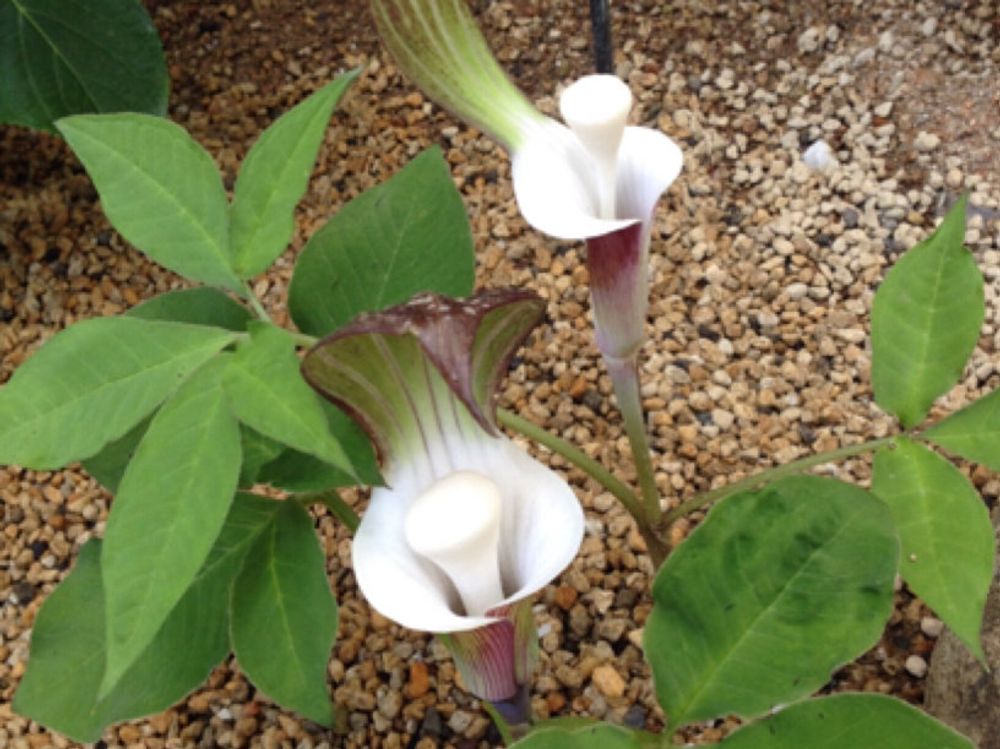 テンナンショウ　白い花