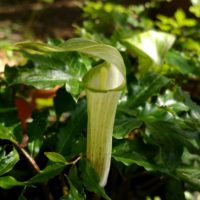 テンナンショウの育て方｜植え付けや植え替えの時期は？の画像